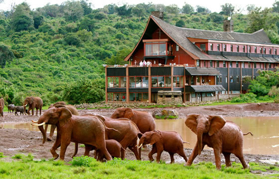 Ark Lodge - Aberdares